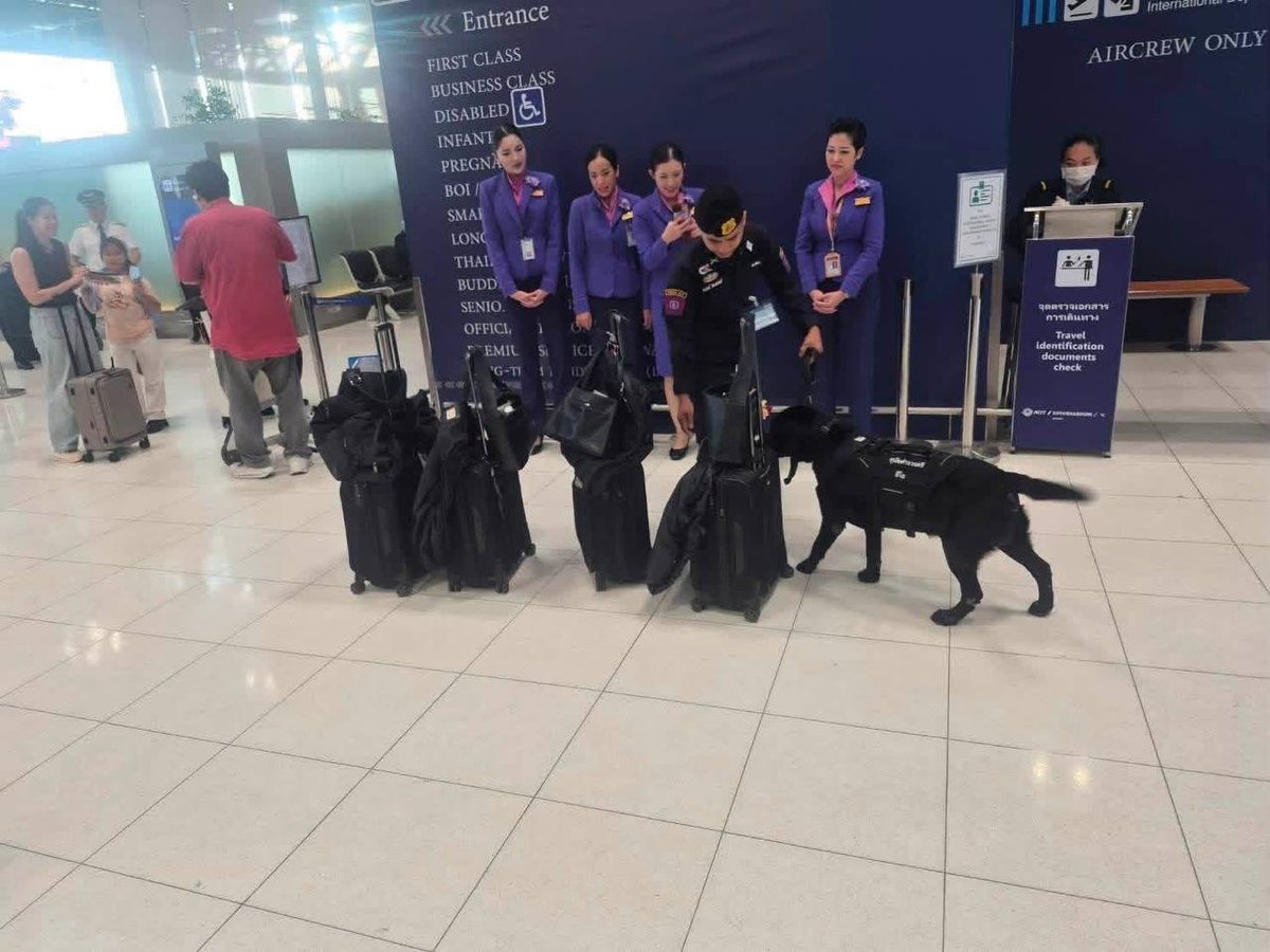 泰国素万那普国际机场加强毒品查缉 警犬随机抽检