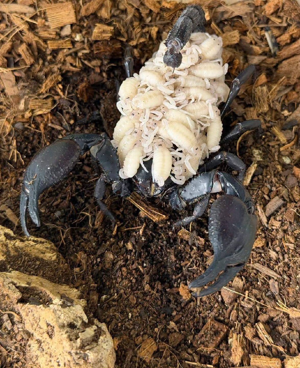 柬埔寨生物科普