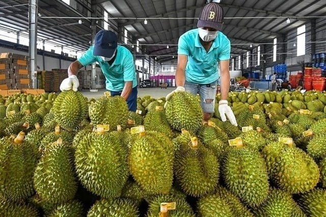 越南上半年对华出口榴莲近10亿美元