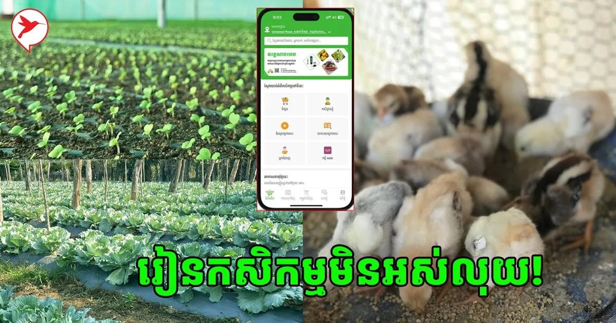 柬埔寨农业App提供免费畜牧及种植教学