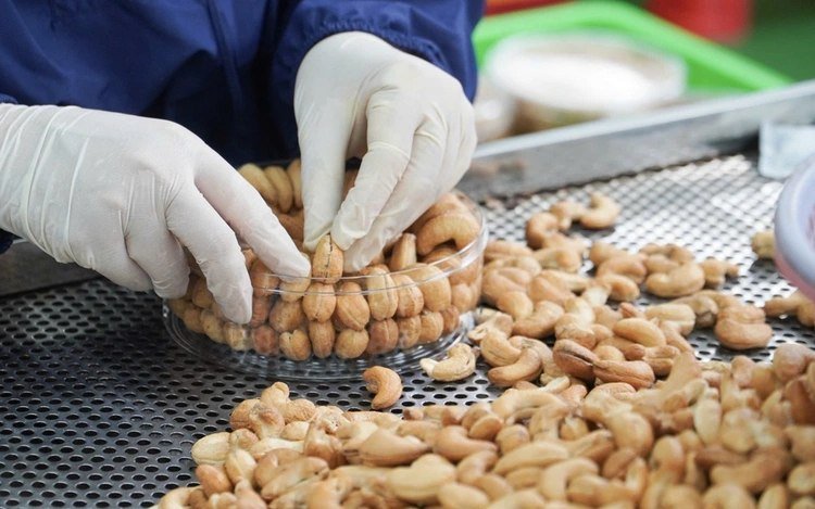 越南持续依赖柬埔寨腰果原料 推动加工出口贸易