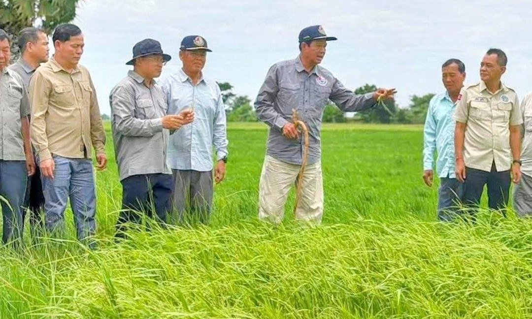 马德望省桑凯县农田受灾 抢救工作及时完成