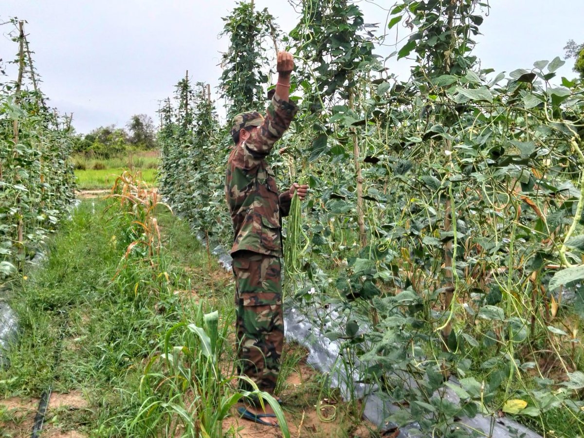 柬埔寨农业部向边境民众发放物资 累计援助52吨