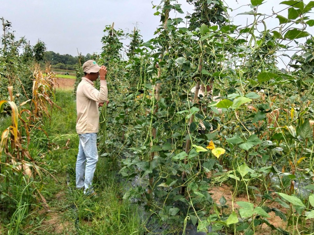 柬埔寨农业部向边境民众发放物资 累计援助52吨