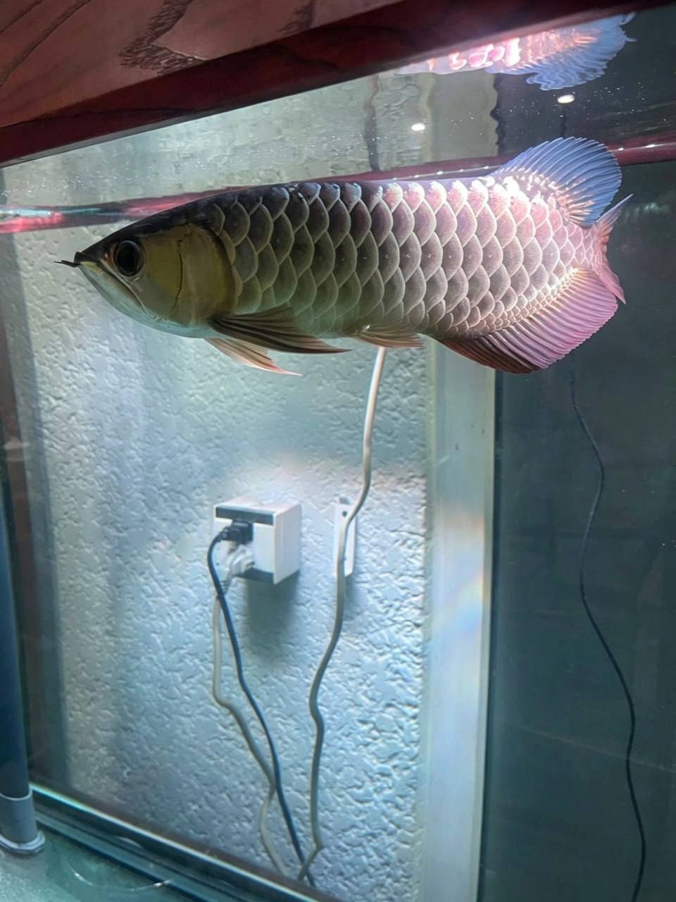 西港转让底部过滤鱼缸及金龙鱼