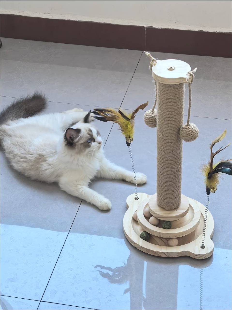 西港转让全套养猫用品 打包价$180