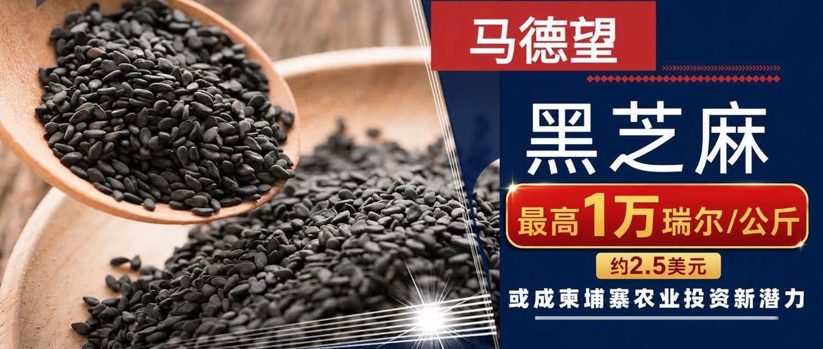 马德望黑芝麻成农业新宠 最高售价每公斤$2.5