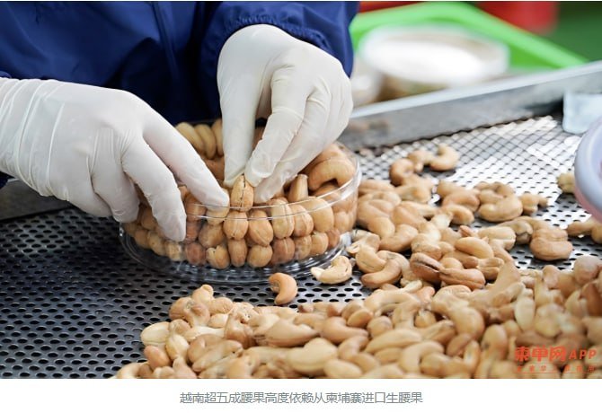 柬埔寨腰果占越南进口份额超六成 贸易额达17亿美元