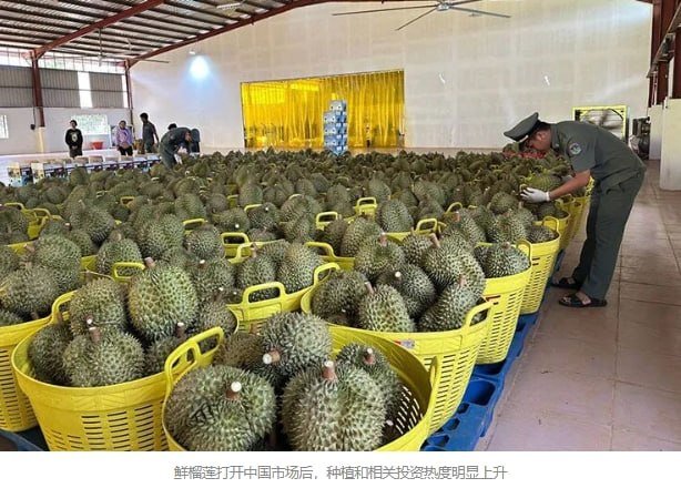 中国企业布局柬埔寨农业 聚焦加工与供应链