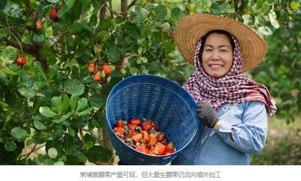 中国企业布局柬埔寨农业 聚焦加工与供应链