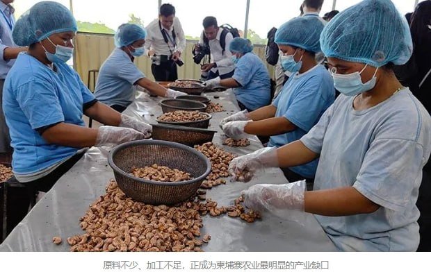 中国企业布局柬埔寨农业 聚焦加工与供应链