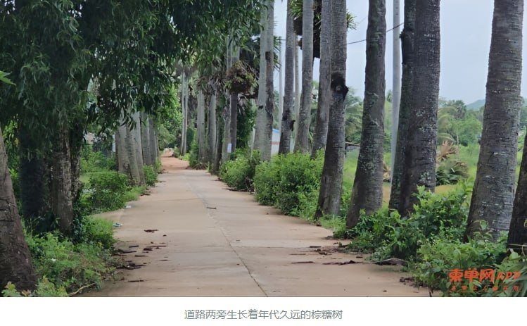 贡布省8名电力公司员工因砍伐百年糖棕树被起诉