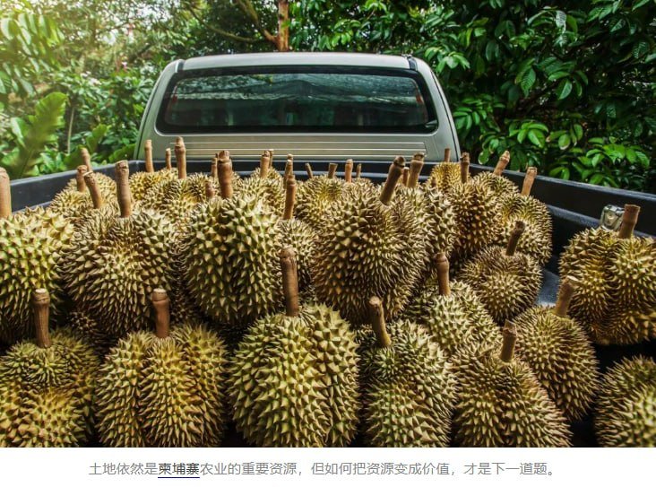 柬埔寨农业转型升级 产业链延伸成提升价值关键