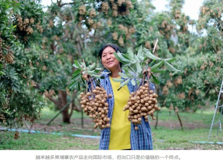 柬埔寨农业转型升级 产业链延伸成提升价值关键