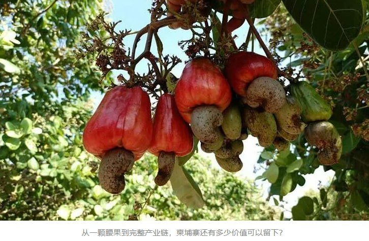 柬埔寨农业转型升级 产业链延伸成提升价值关键