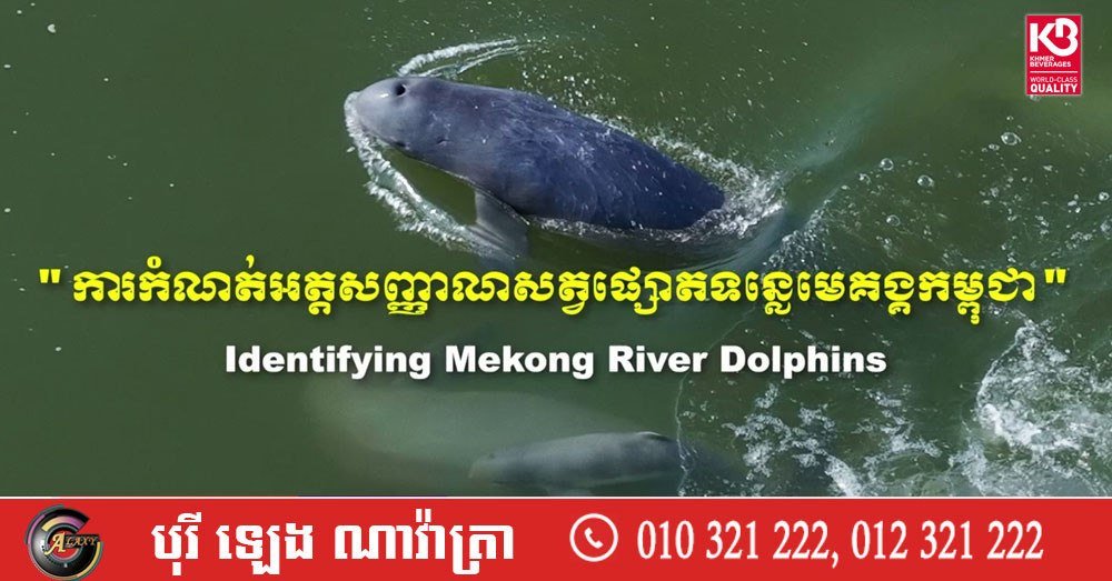 柬埔寨湄公河海豚种群监测与健康保护持续进行