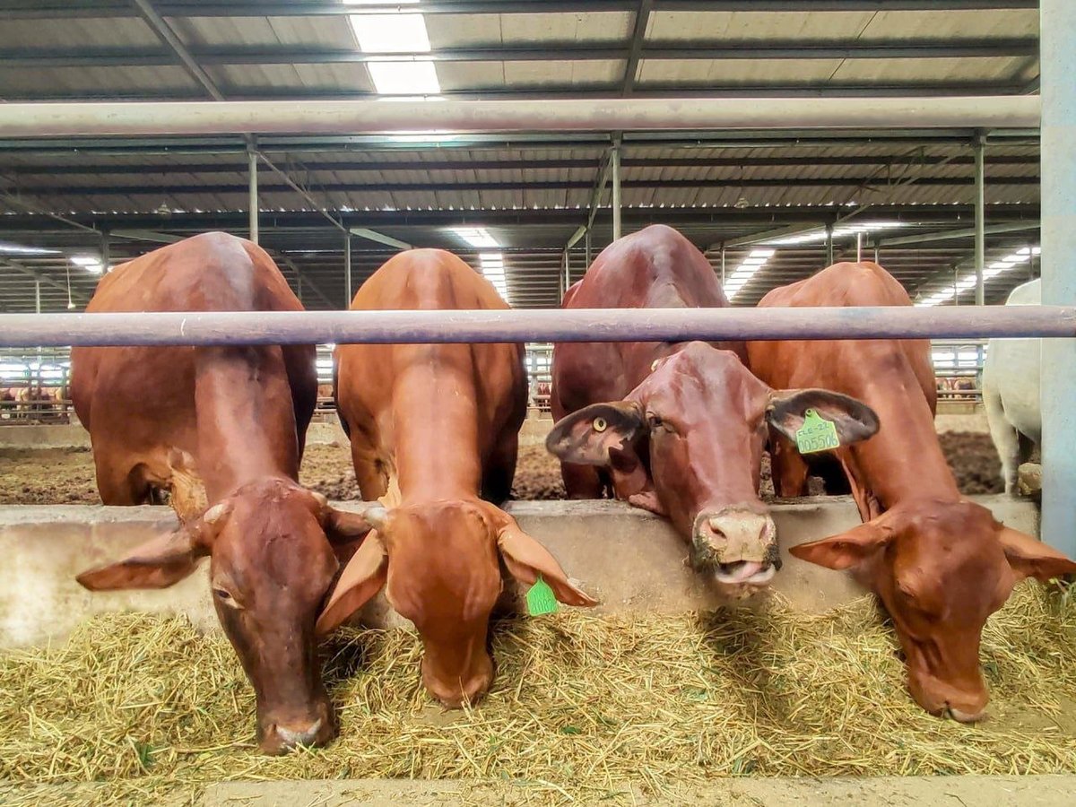 柬埔寨肉牛养殖规模扩大 出口需求持续增长