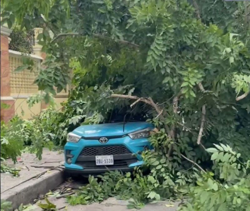 BKK1强风致树木倒塌 2辆汽车受损无人员伤亡