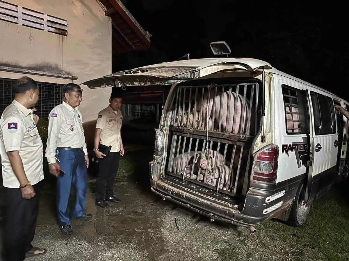 柬埔寨查获两辆非法进口越南生猪运输车 涉案无证
