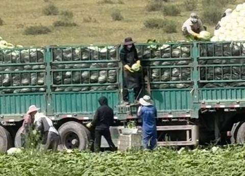 中国河北省当局近日查处了一批涉嫌使用甲醛溶液保鲜的大白菜,目