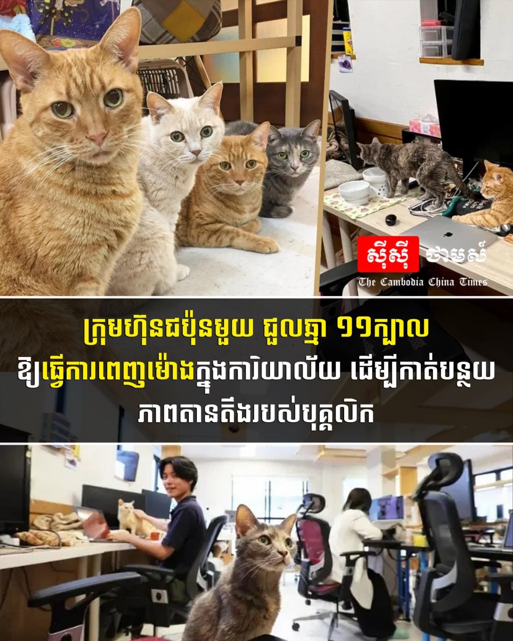日本企业雇佣11只猫咪缓解员工职场压力