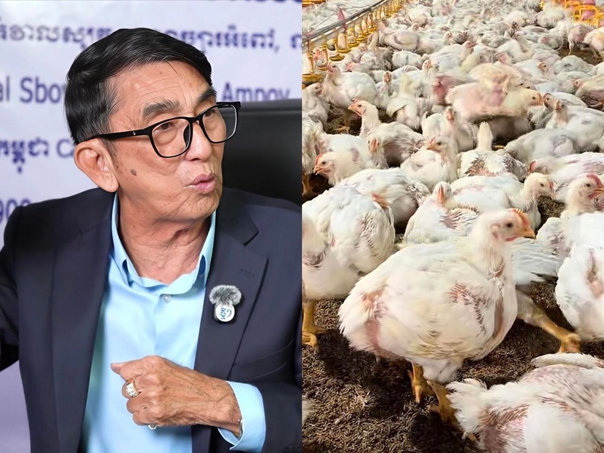 柬埔寨肉鸡价格跌破成本 养殖户被迫减产应对