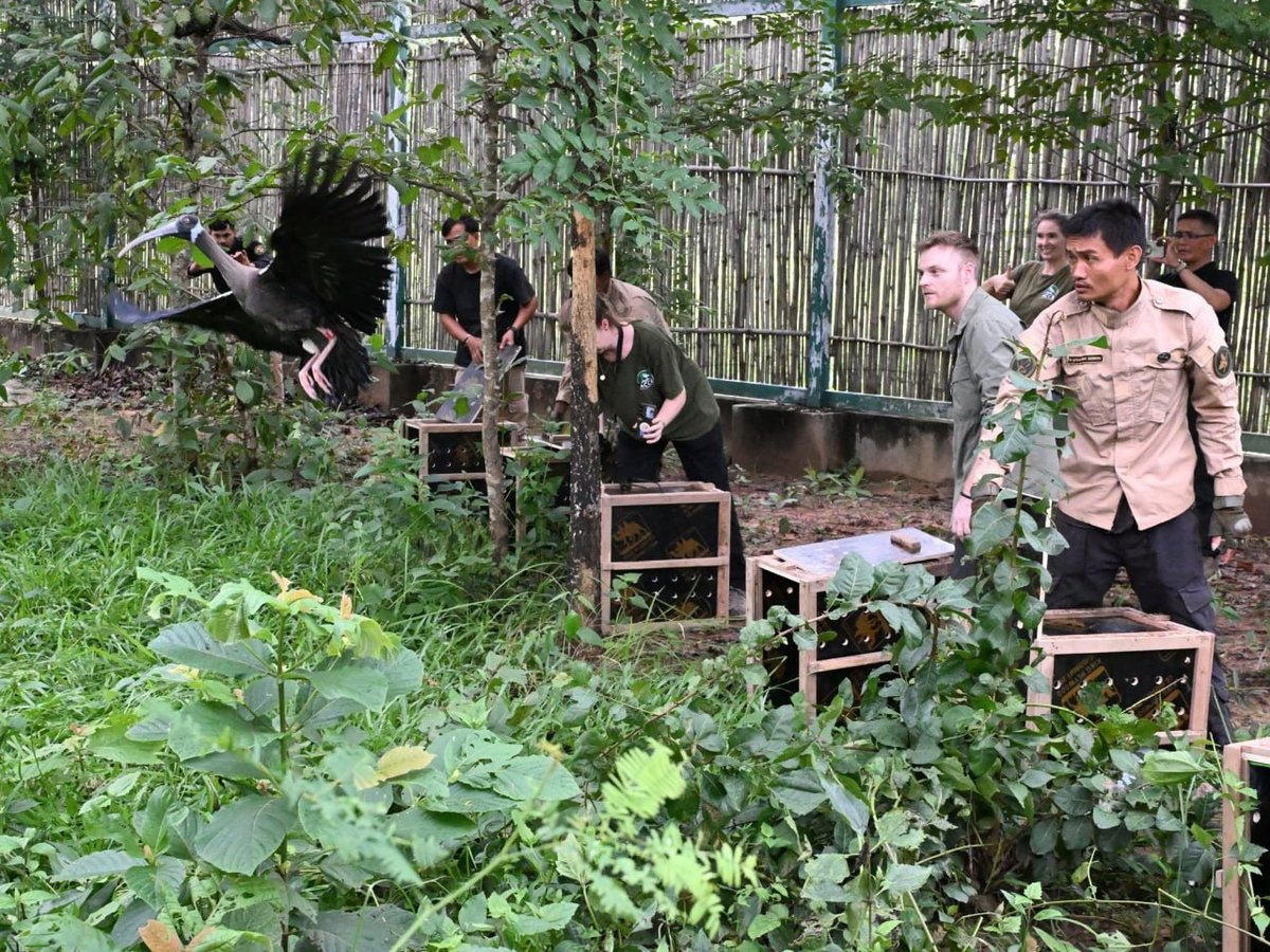 柬埔寨首次野放人工繁育白肩鹮 保护濒危物种
