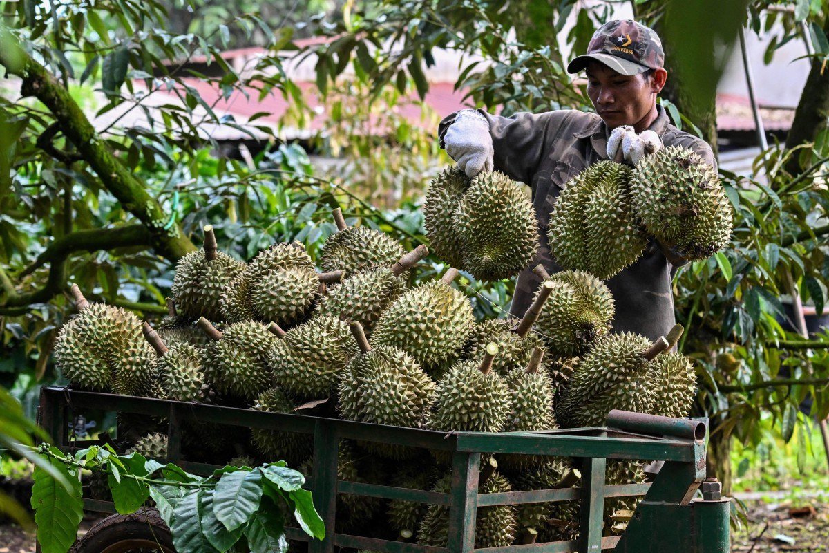 越南咖啡农转向种植榴莲 抢占中国市场份额