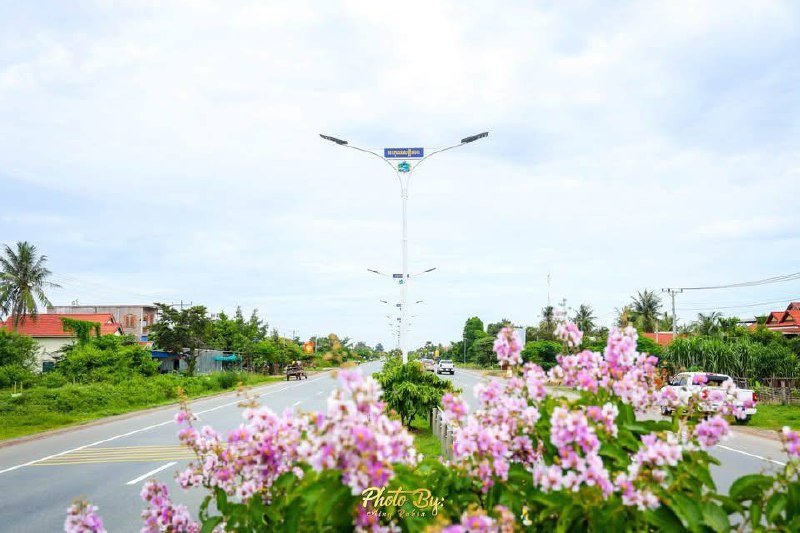 5号公路菩萨省段番石榴树花开 景观宜人