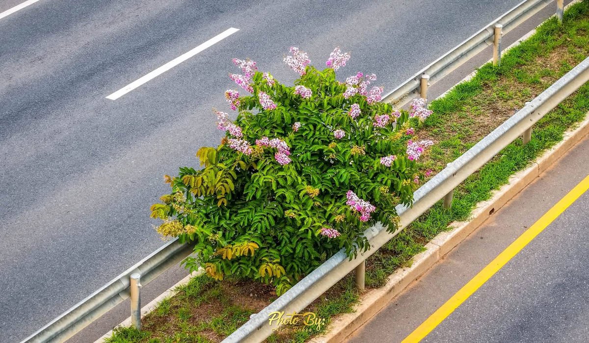 5号公路菩萨省段番石榴树花开 景观宜人