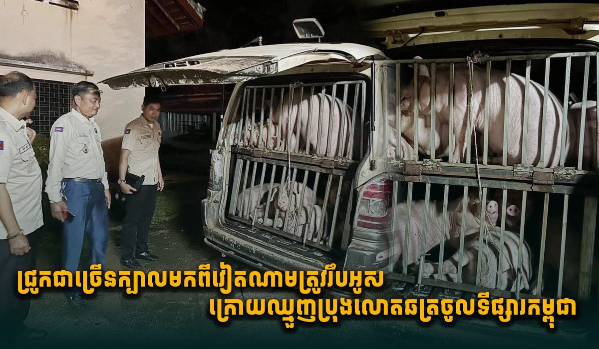 当局查获非法走私越南生猪 严打市场违规
