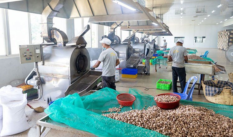 澳大利亚助力柬埔寨腰果加工业 提升经济价值