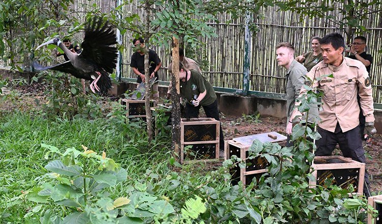 柬埔寨在暹邦野生动物保护区成功放归6只人工繁育的濒危白肩鹮