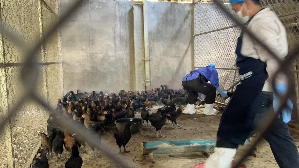 奥多棉芷省一男子确诊H5N1禽流感 卫生部提醒防范