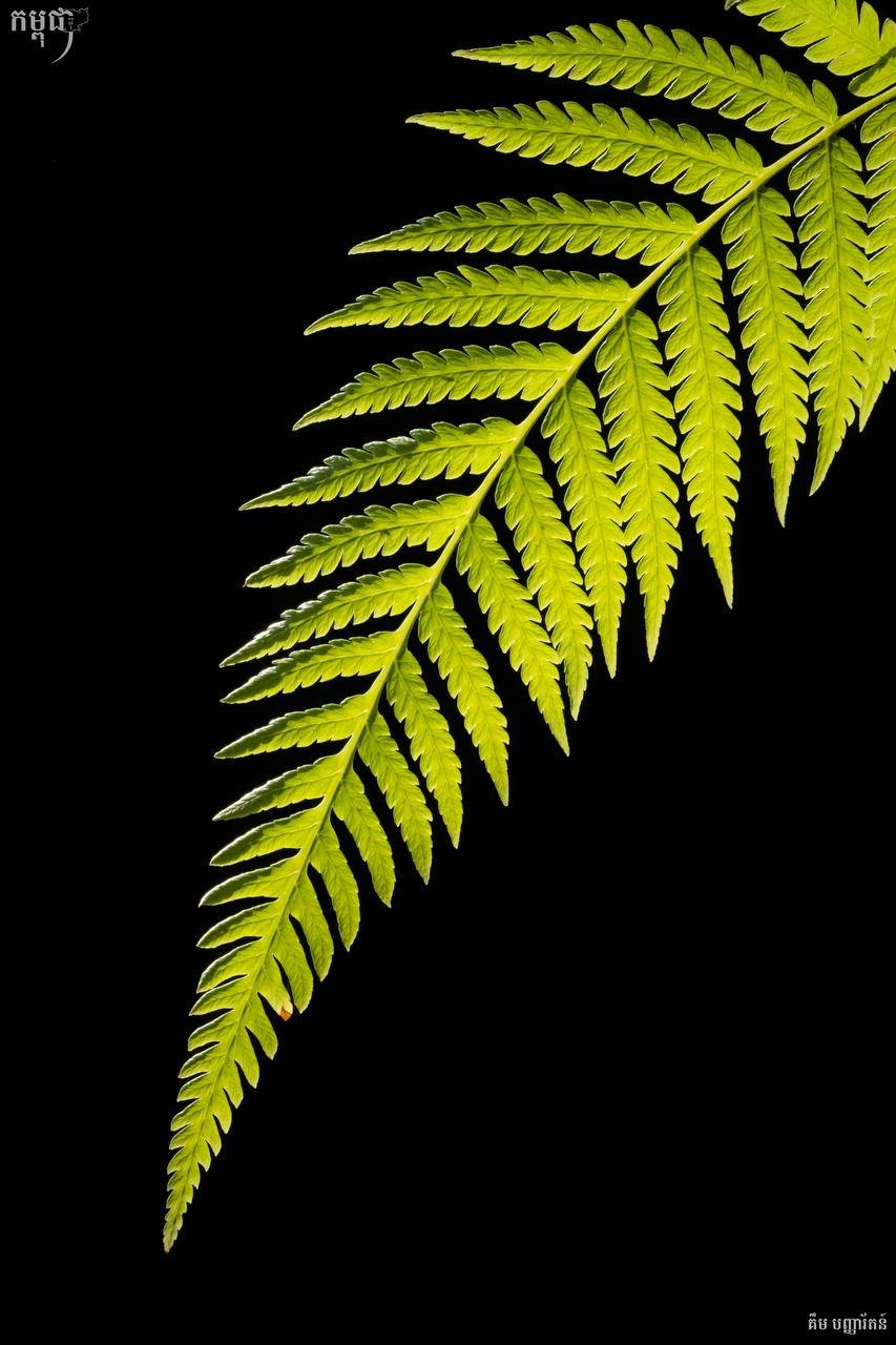蕨类植物科普