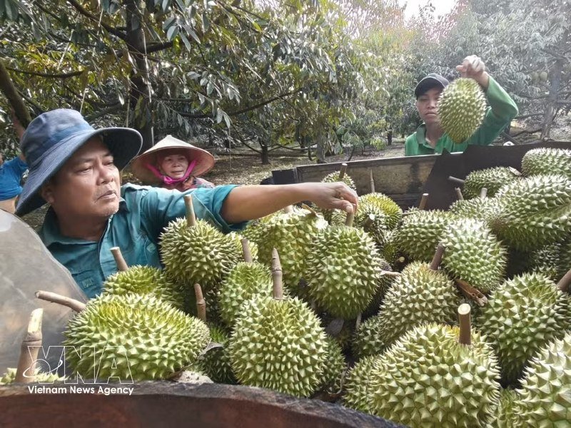 越南设定今年榴莲出口目标为40亿美元,尽管在进入中国市场时面