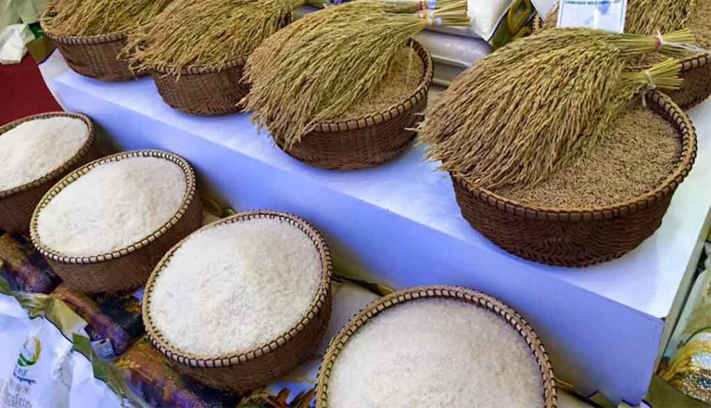 柬埔寨大米出口量近80万吨 覆盖全球66个目的地