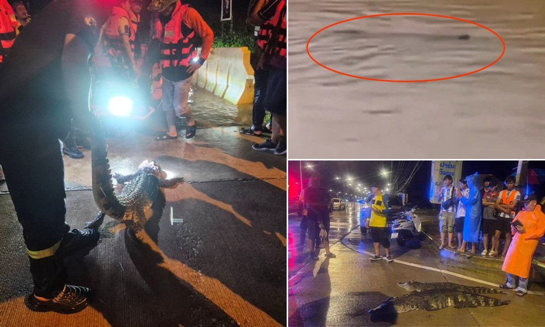 泰国边境地区遭遇严重洪灾 鳄鱼从养殖场逃脱