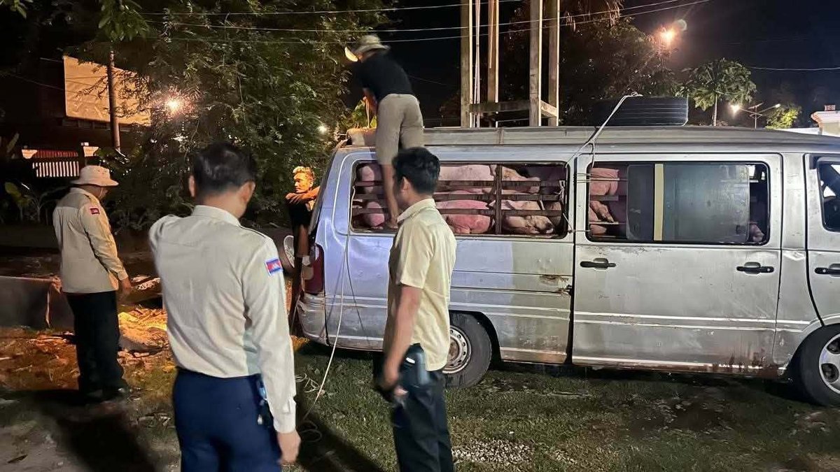 当局拦截走私生猪 24头越南生猪被查扣