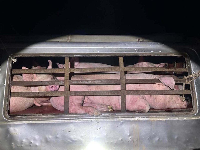 当局拦截走私生猪 24头越南生猪被查扣