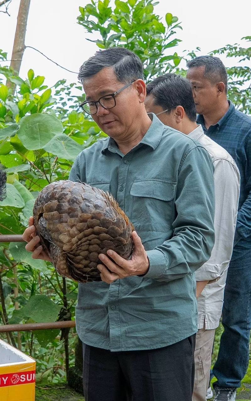 贡布省放归两只穿山甲 呼吁保护野生动物