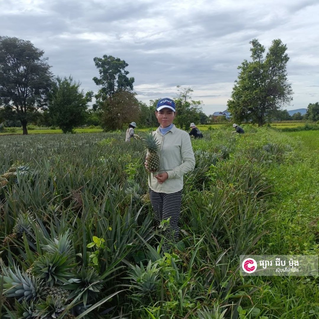 集茂超市马德望新鲜菠萝上市 每日供应