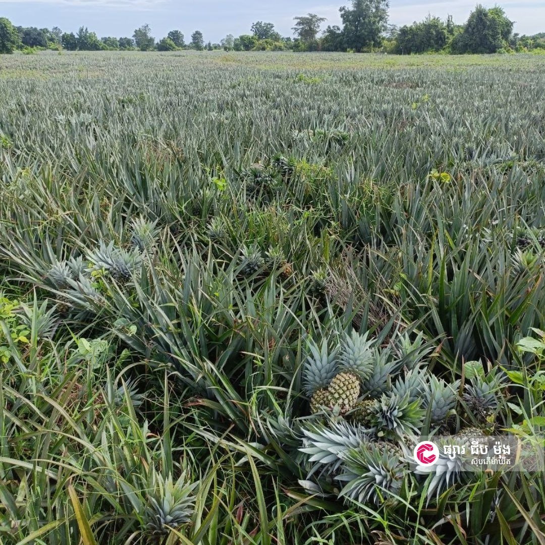 集茂超市马德望新鲜菠萝上市 每日供应