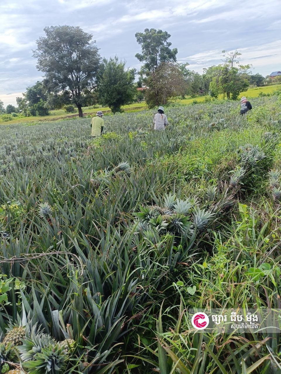 集茂超市马德望新鲜菠萝上市 每日供应
