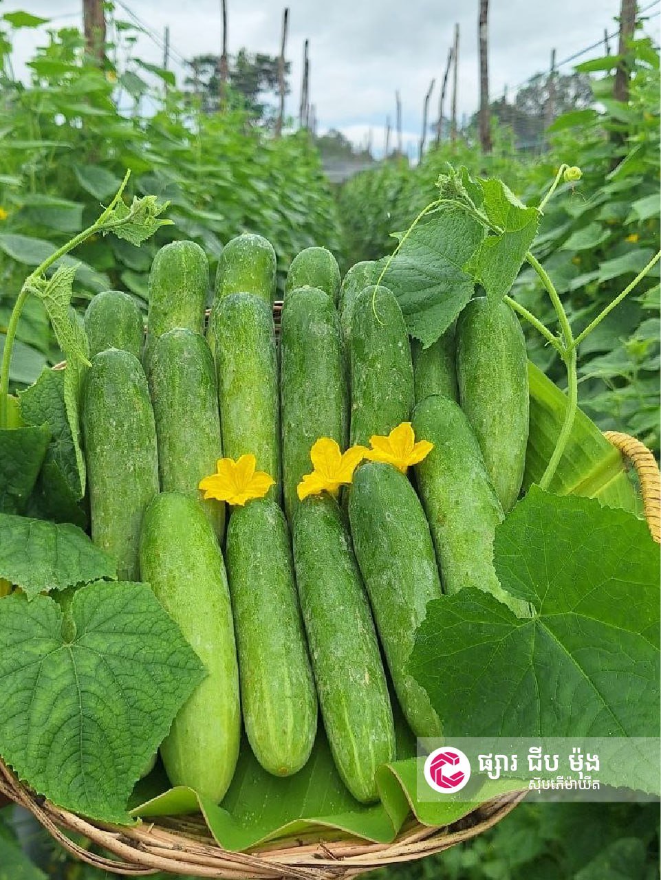 集茂超市上架菩萨省新鲜黄瓜 支持本地农产品
