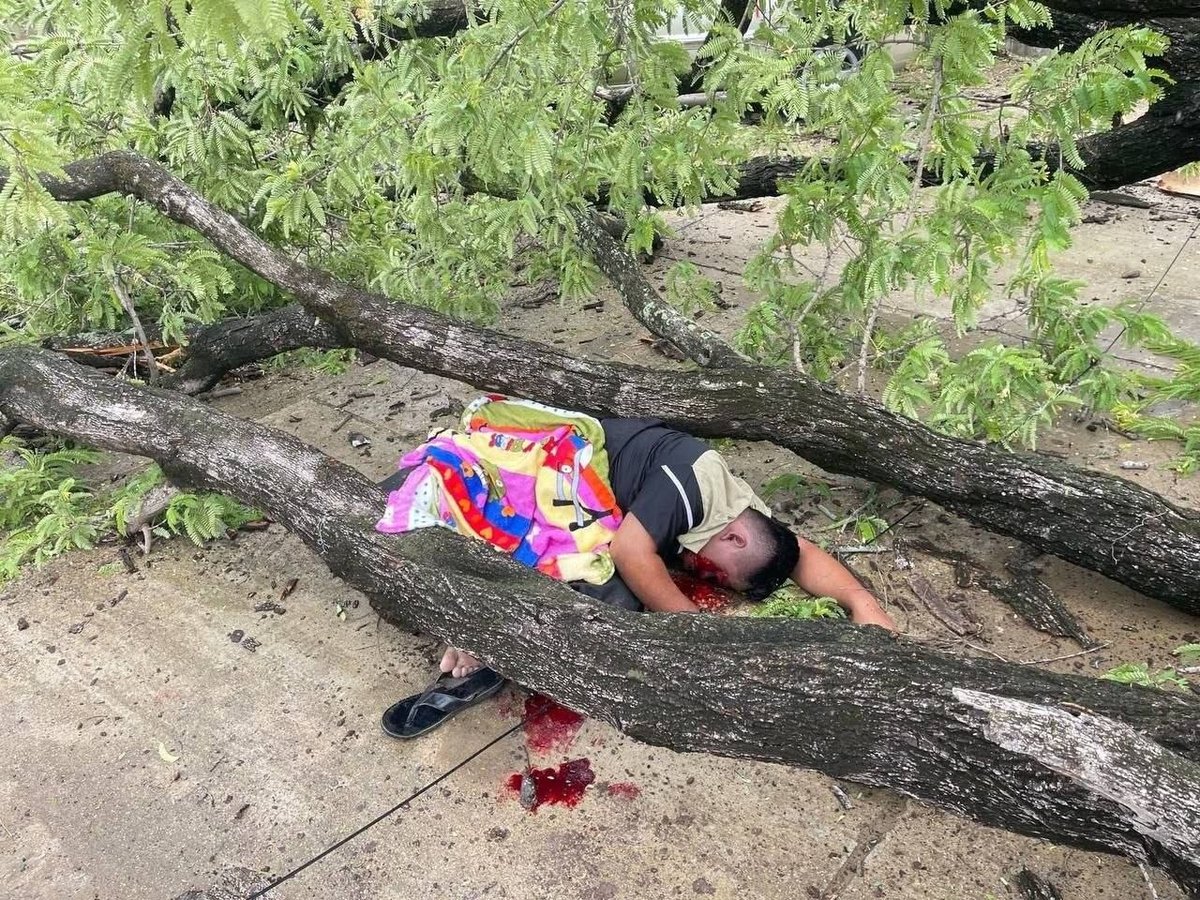干拉省发生树木倒塌事故 致一人不幸身亡