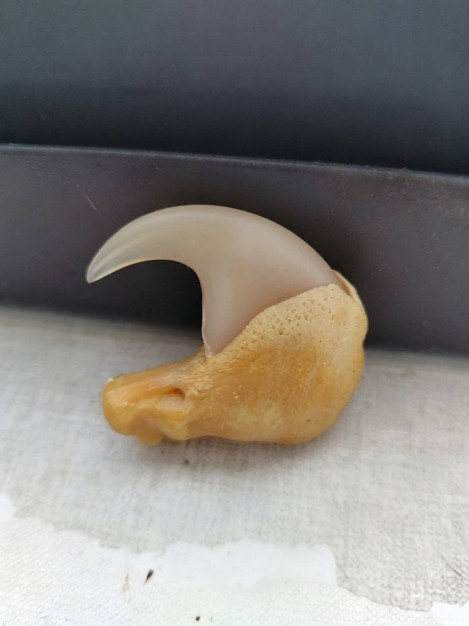 西港转让原生态老虎指甲 售价$300