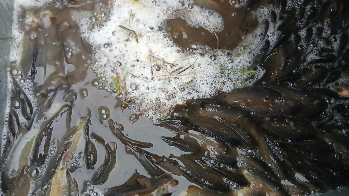 奥多棉芷省农业部门持续向困难群体捐赠农产品