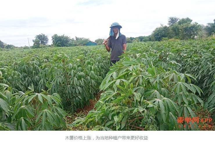 马德望省木薯价格由去年的$0.05-$0.06涨至$0.09
