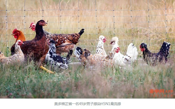 奥多棉芷省发现一例H5N1禽流感 卫生部发布防疫提醒